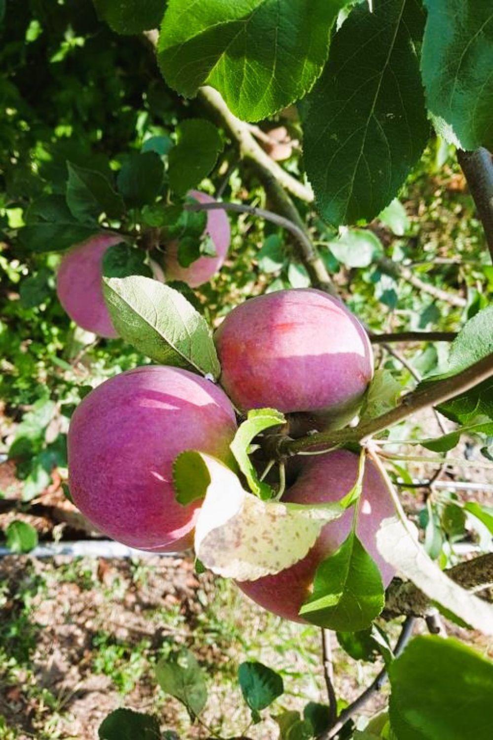 Olszyna Pod Brzoza Villa Eksteriør bilde